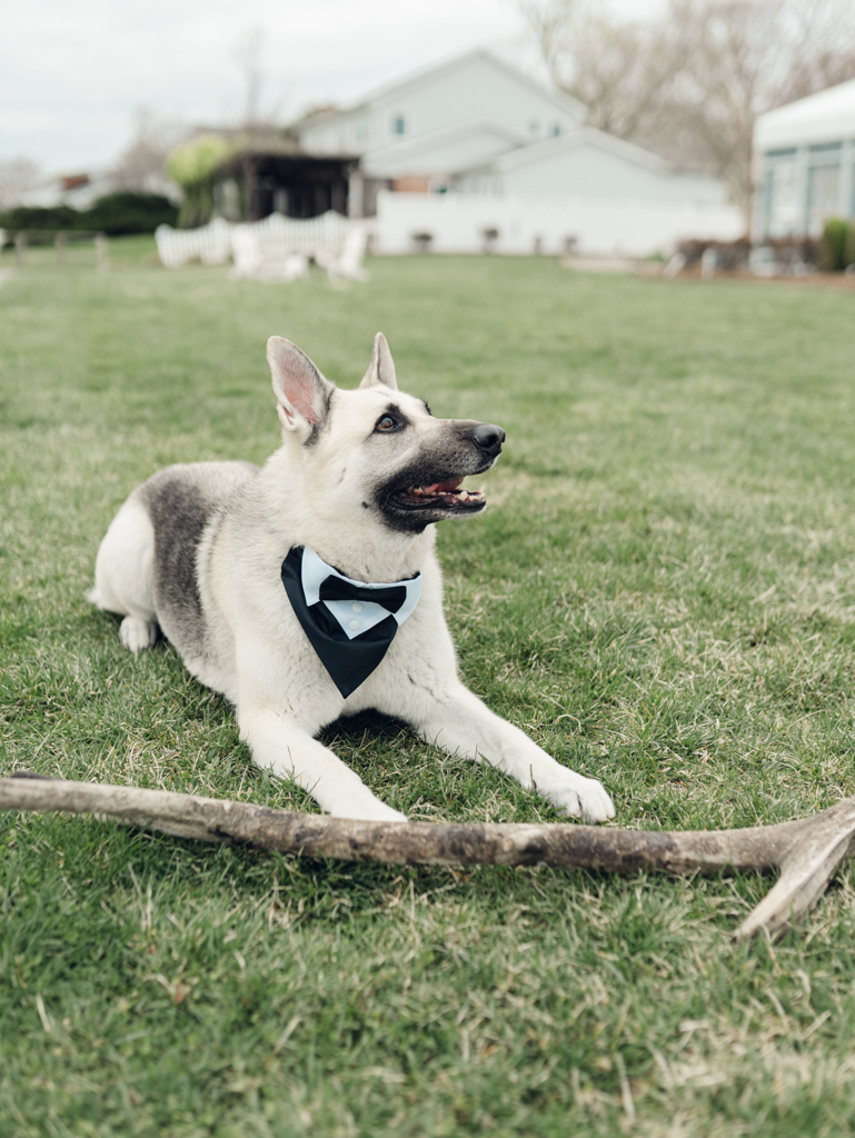 bride and groom's dog on their wedding day at Silver Swan Bayside